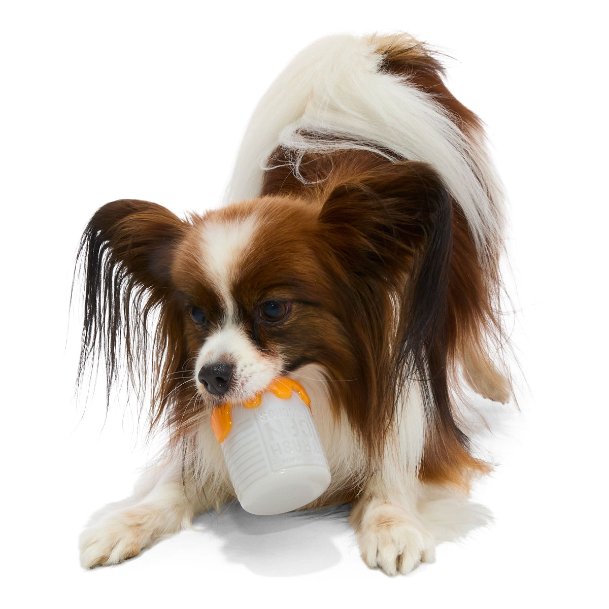 #Brand_barkboxcombo #size_smalldog