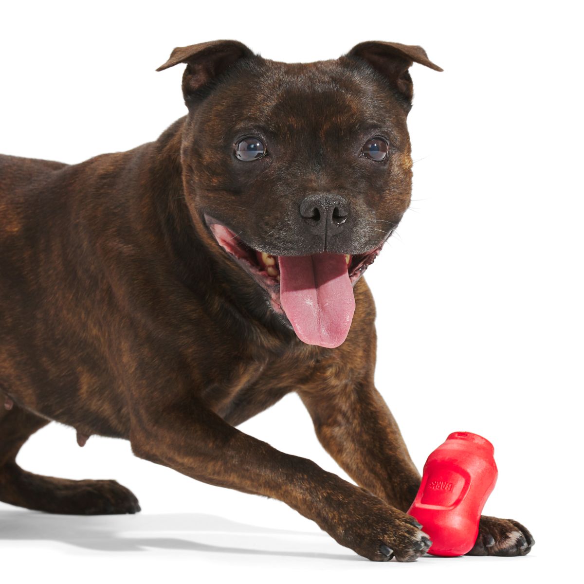 #Brand_superchewer #size_smalldog