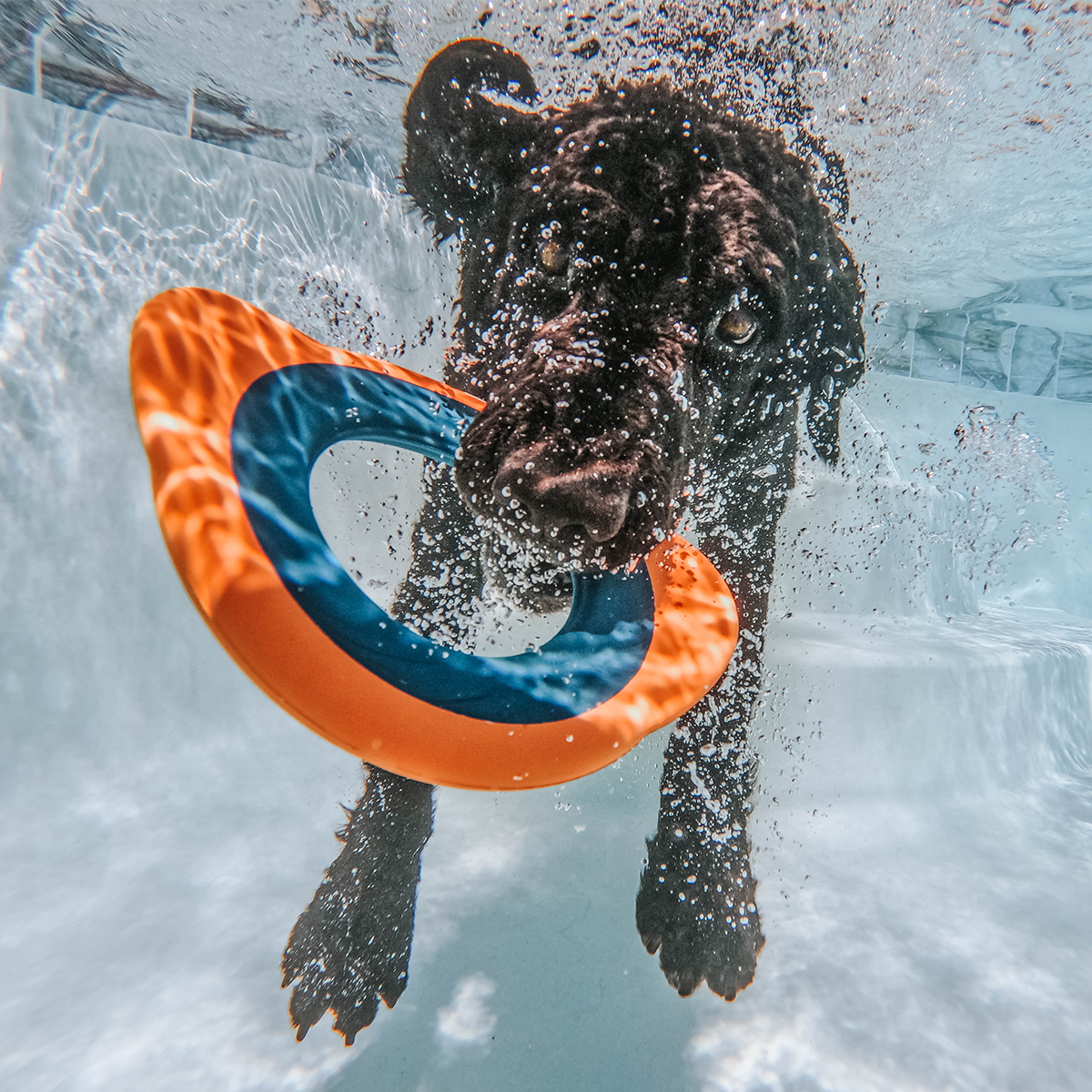 Flingray Super Chewer Durable Fetch Dog Toy