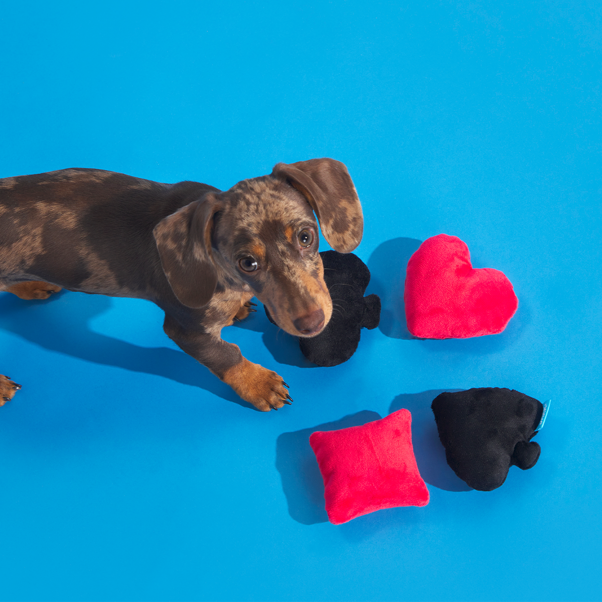 Fur Of A Kind Plush Multi-Part Dog Toy