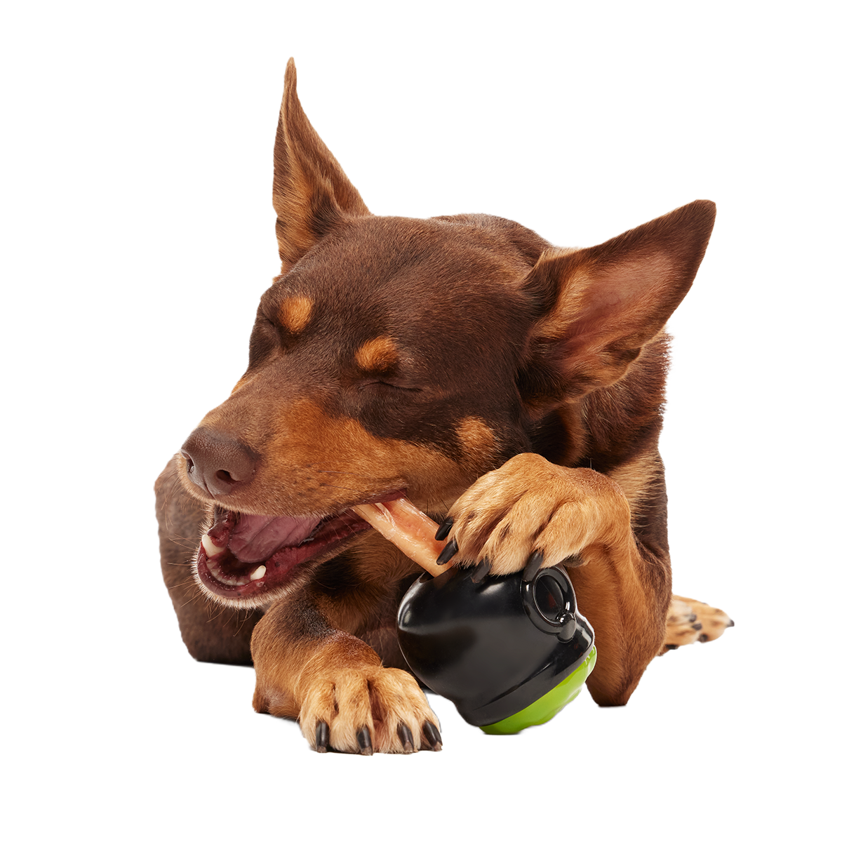 Gnawldron Super Chewer Durable Enrichment Dog Toy