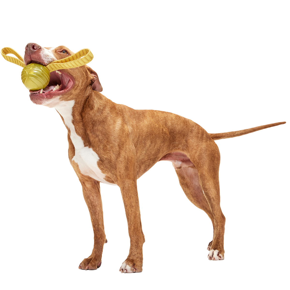 The Golden Snitch™ Durable Super Chewer Tug + Fetch Dog Toy
