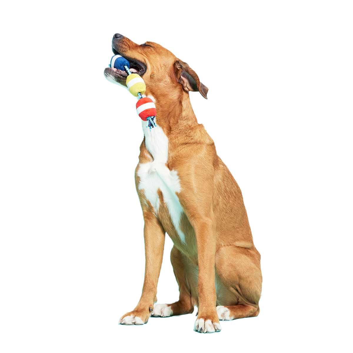 Good Buoys Plush Tug Dog Toy