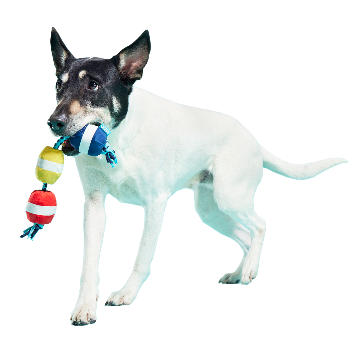 Good Buoys Plush Tug Dog Toy