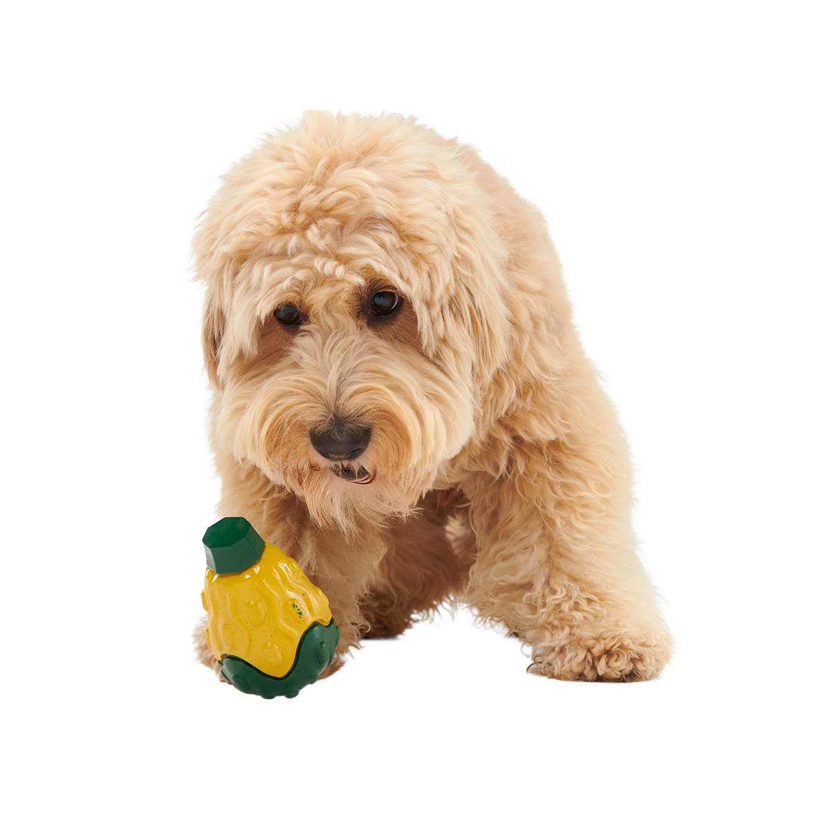 Good Gourd Gnaw Mighty Super Chewer Durable Dog Toy