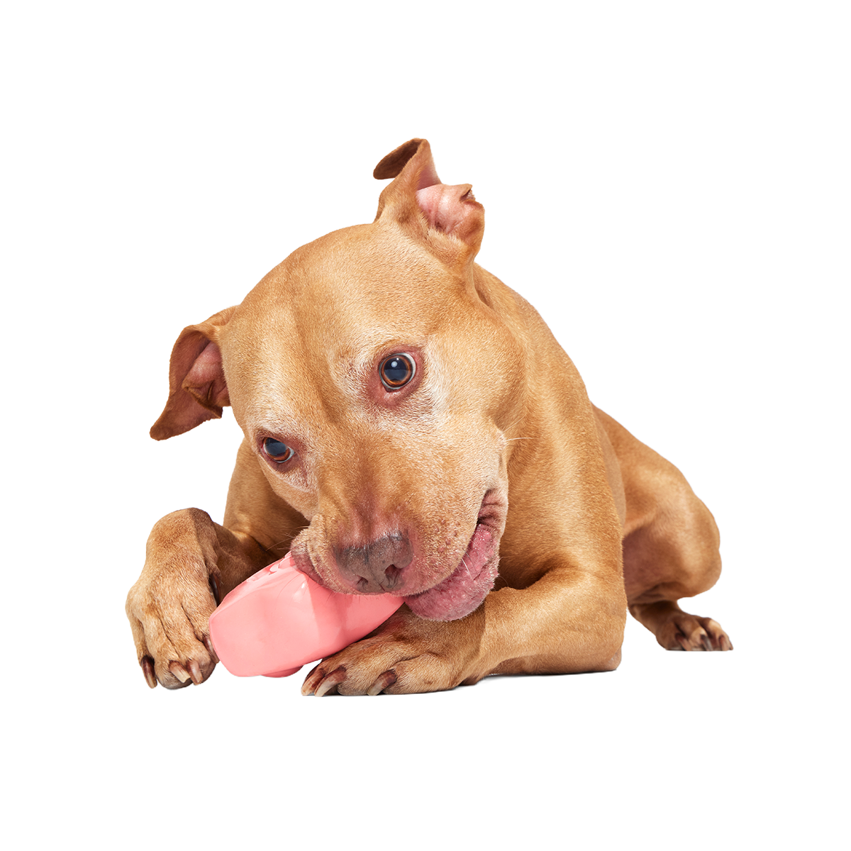 Goofy Goober Patrick Super Chewer Durable Fetch Dog Toy