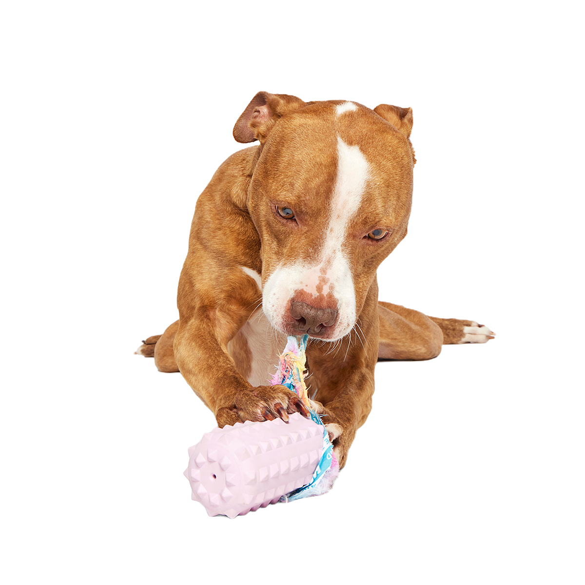 Grateful Ted Super Chewer Durable 2-in-1 + Tug Dog Toy