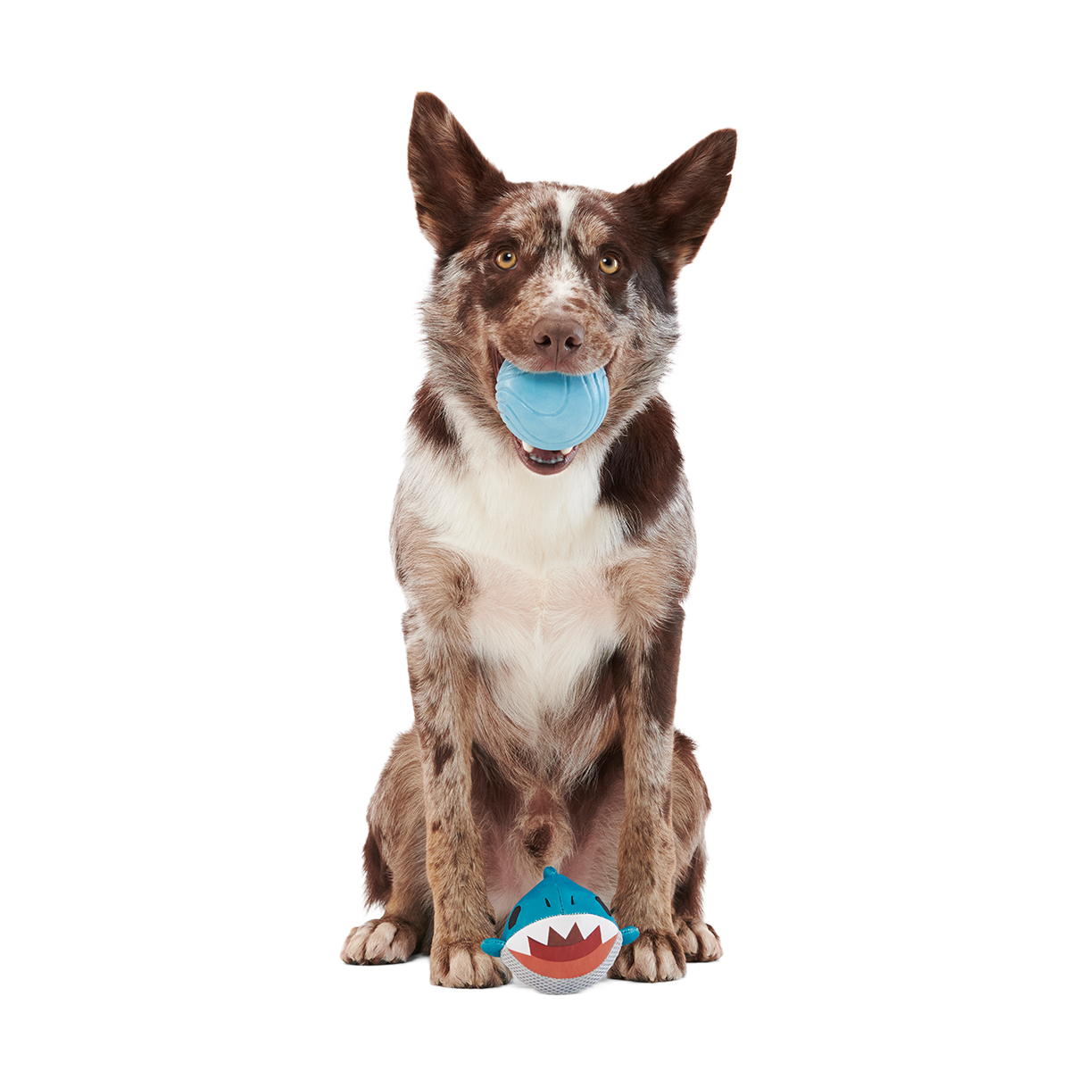 Great White Dwight Super Chewer Durable 2-in-1 + Fetch Dog Toy