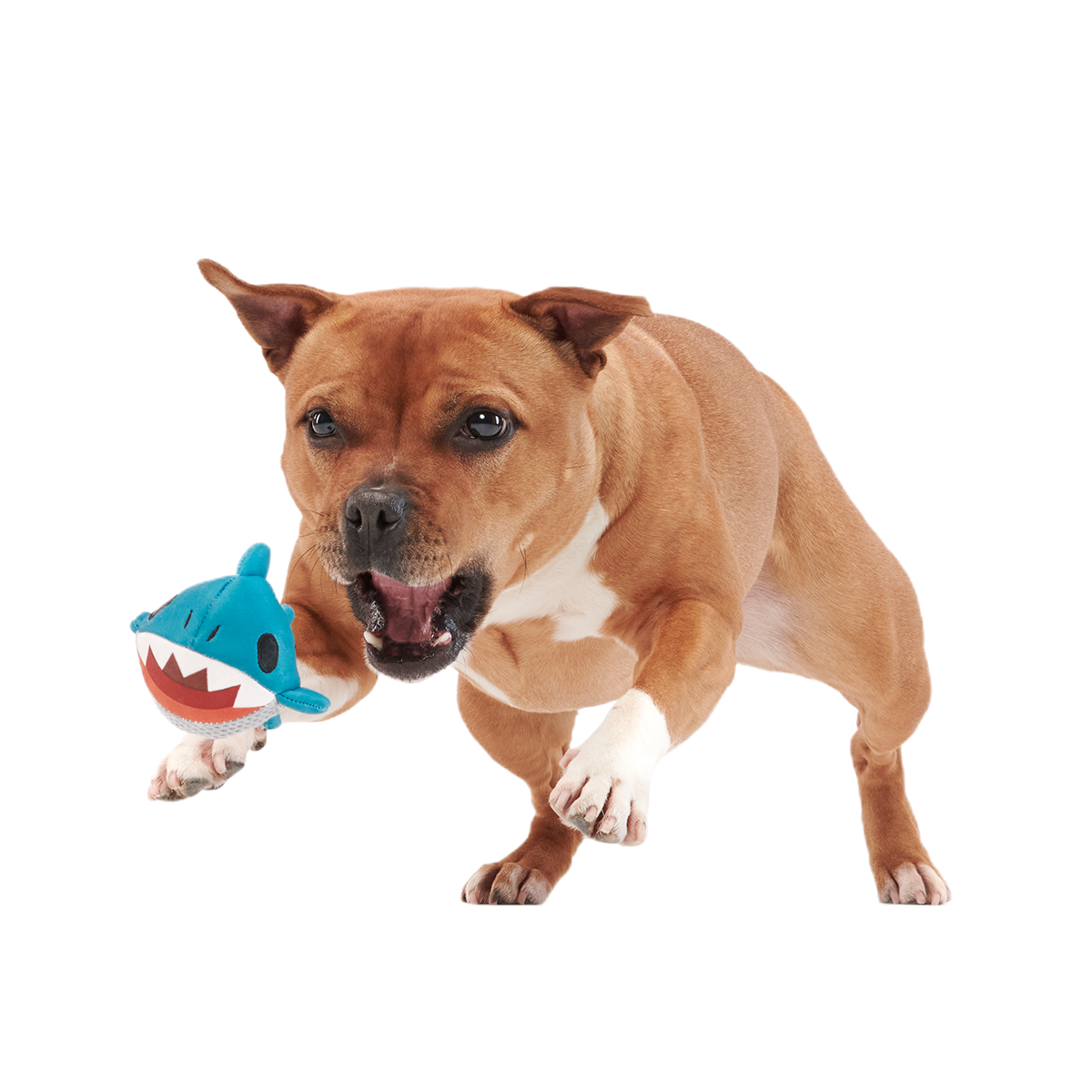 Great White Dwight Super Chewer Durable 2-in-1 + Fetch Dog Toy