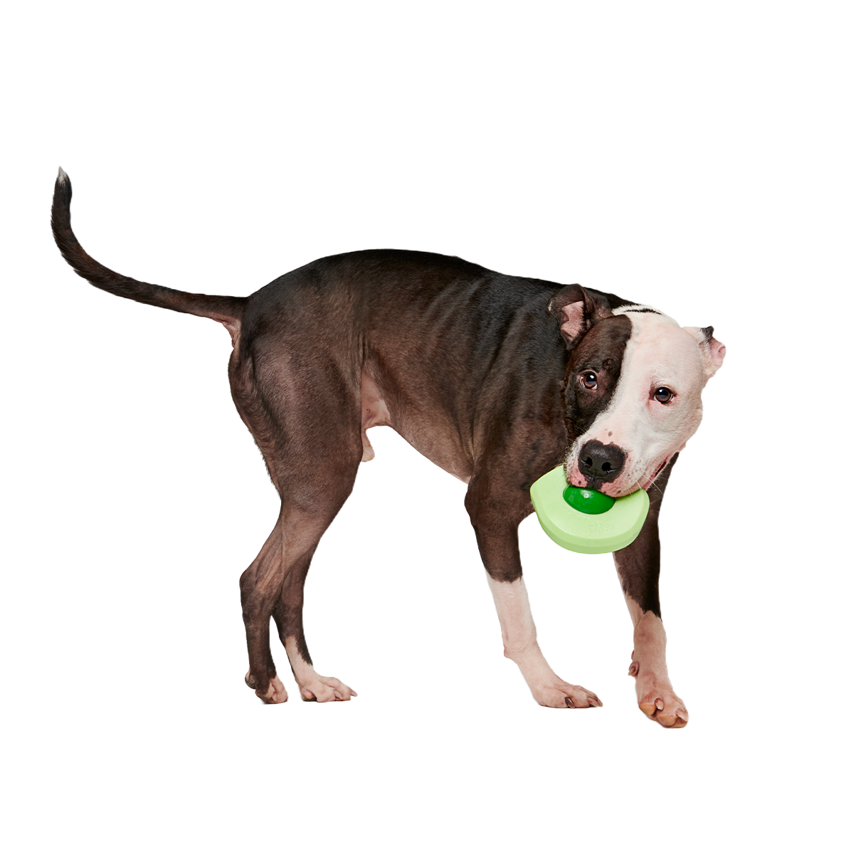 Green Egg Super Chewer Durable Gnaw Dog Toy