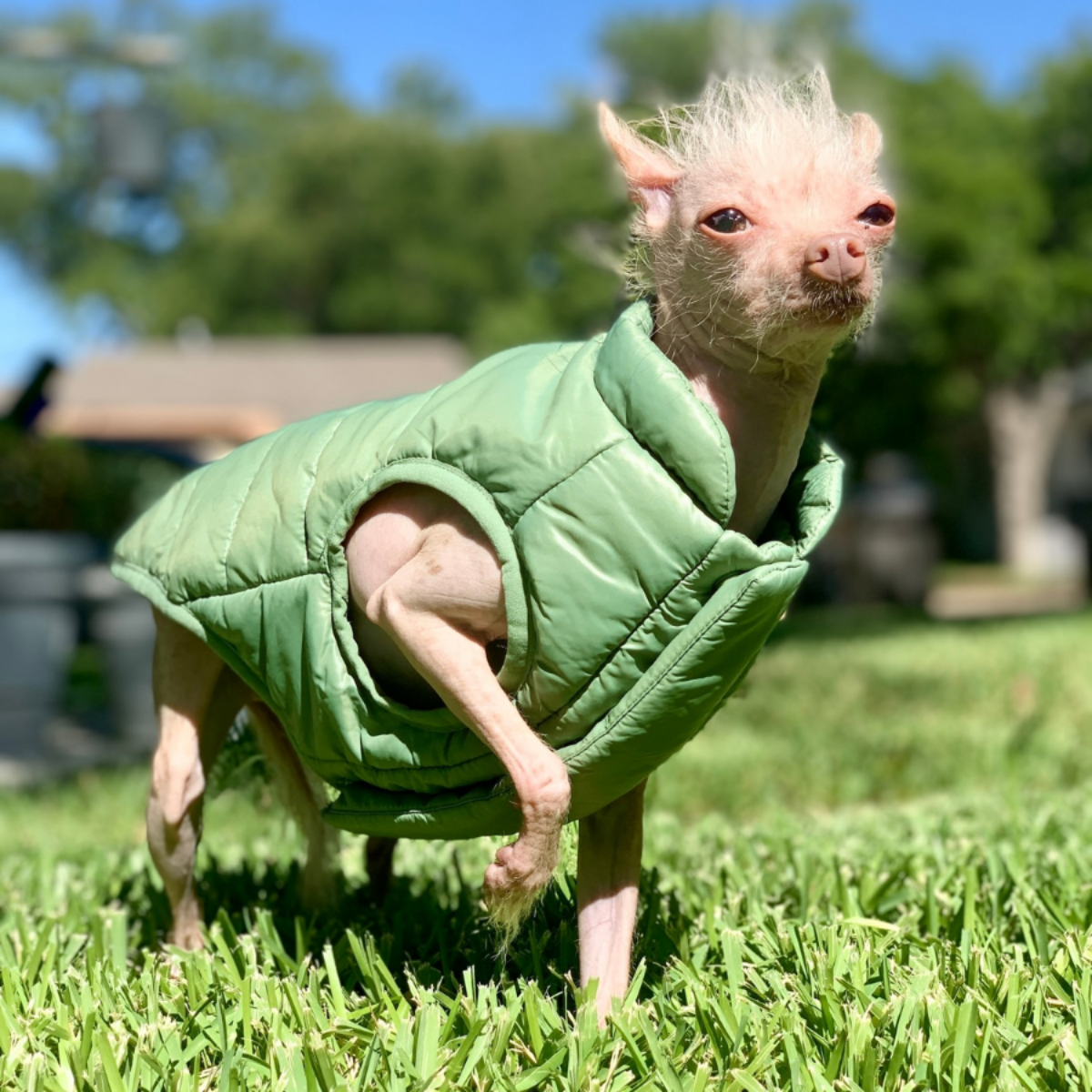 tiny dog in green puffer vest