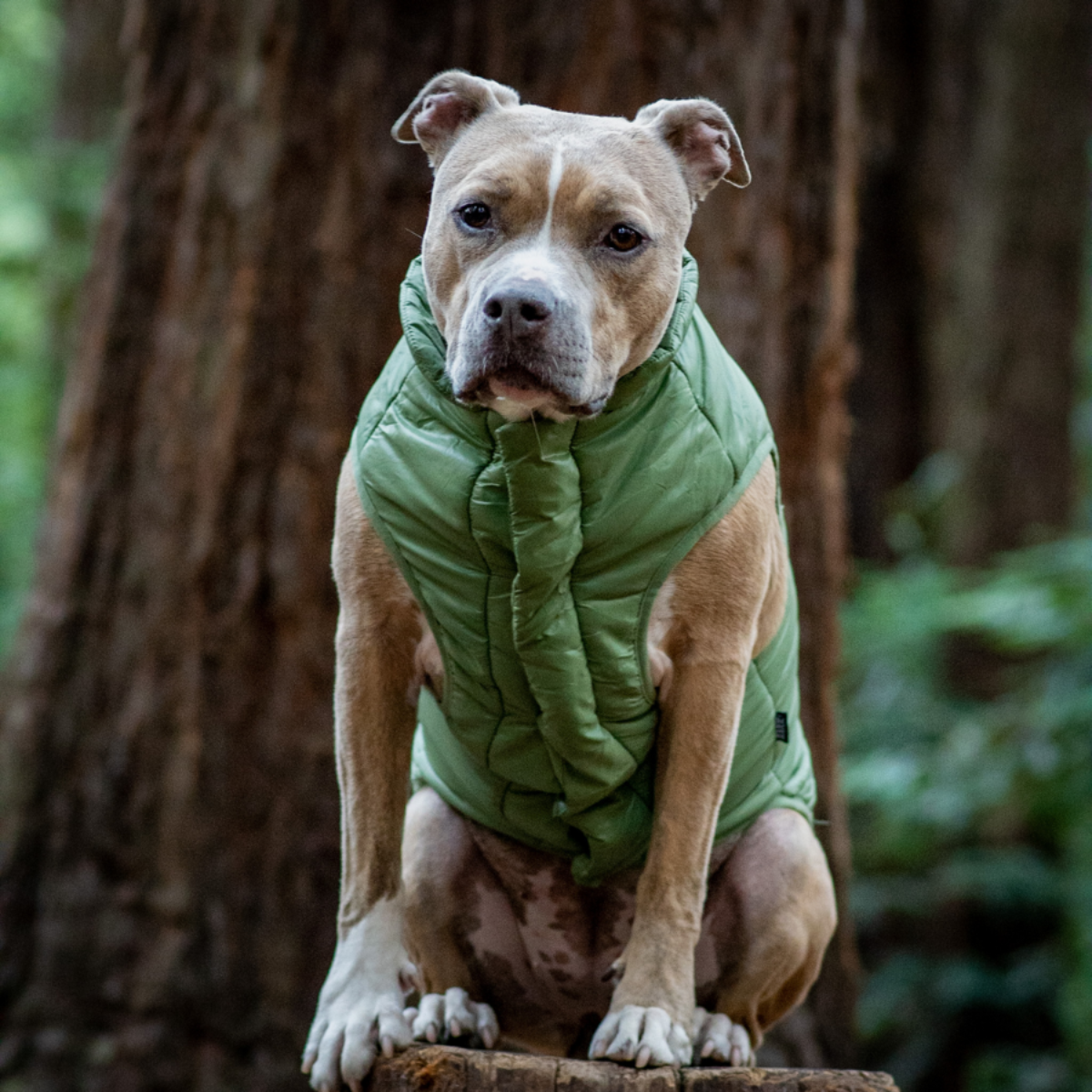 pittie wearing a green vest