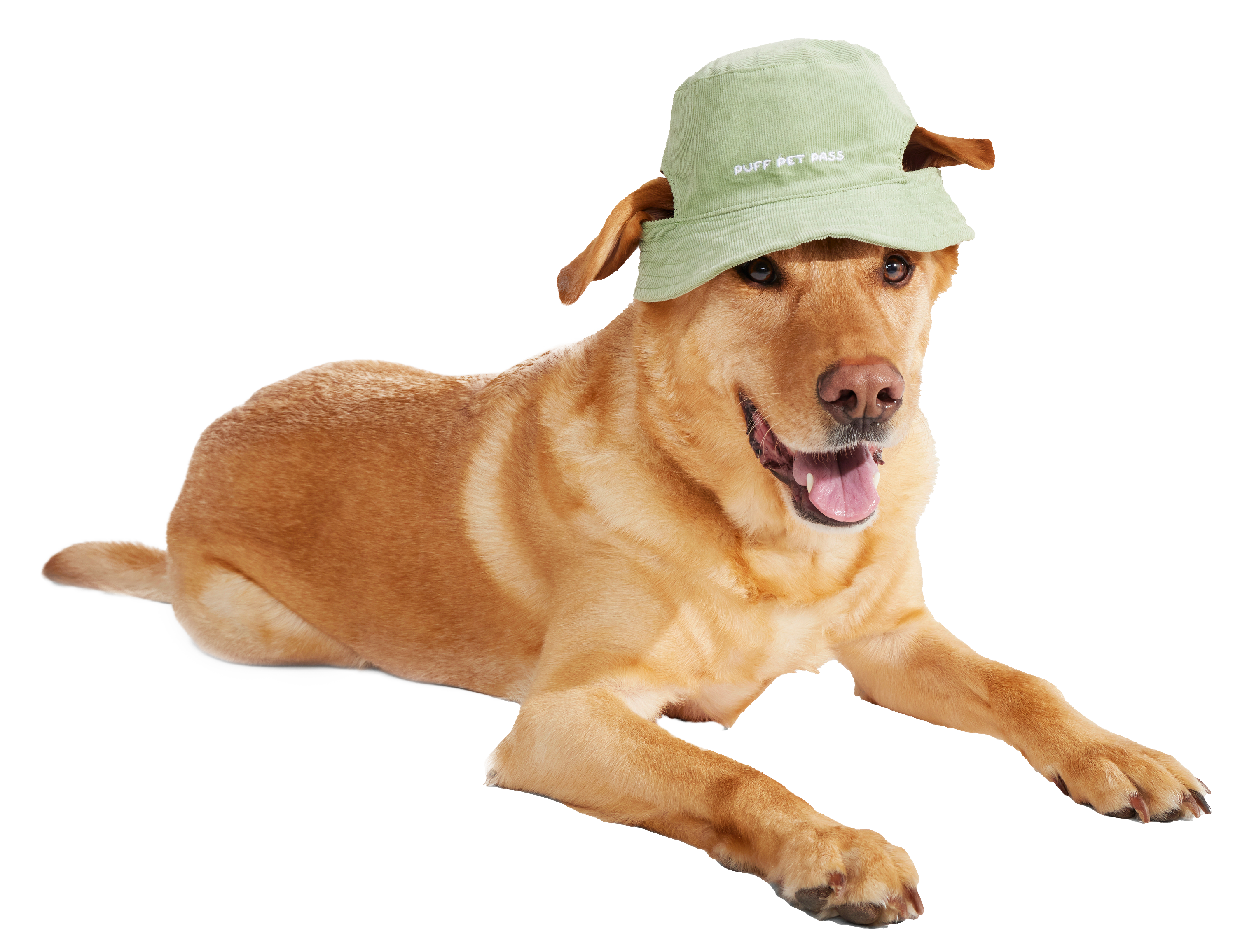 Blunt Hound Bucket Hat