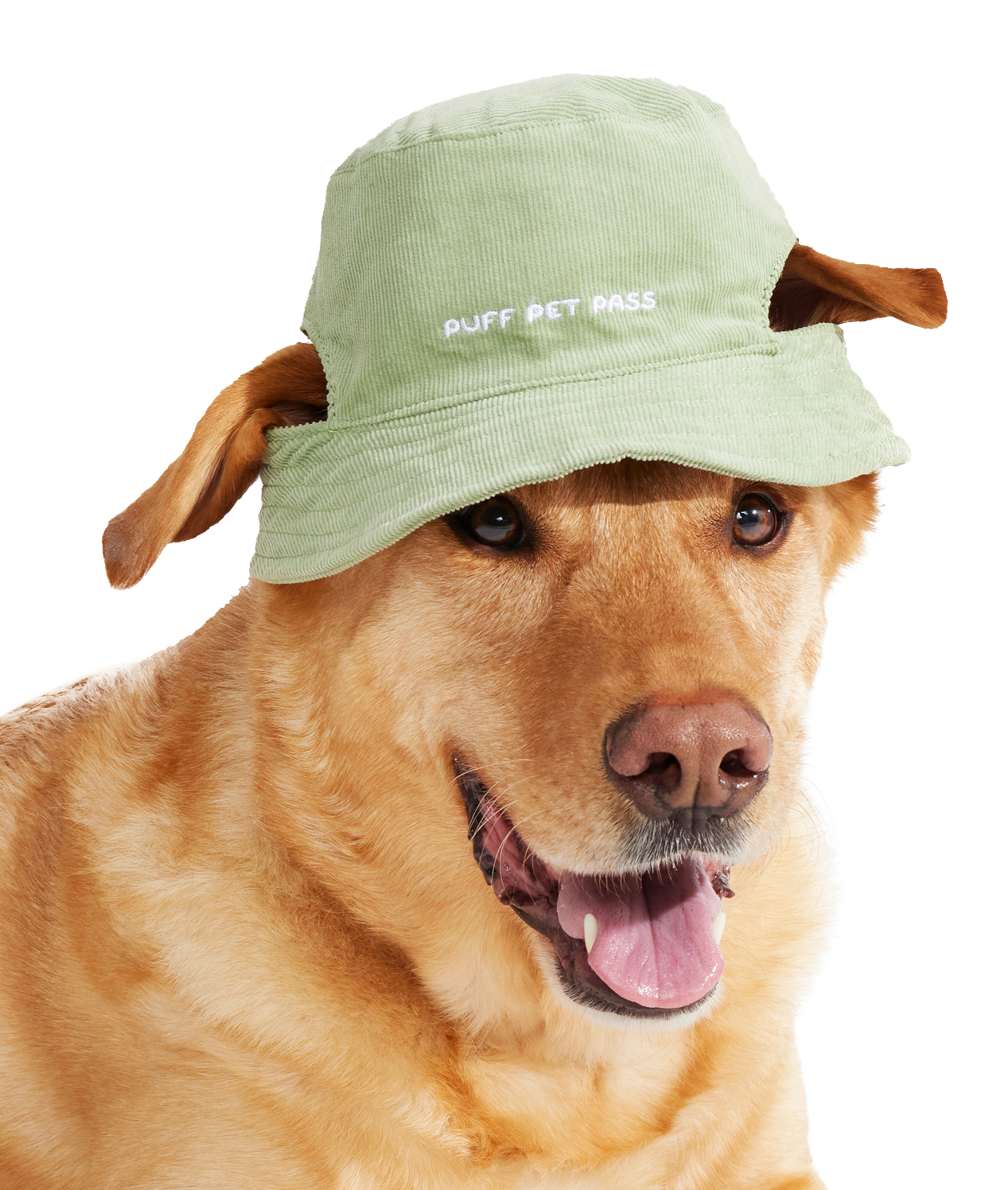 Blunt Hound Bucket Hat