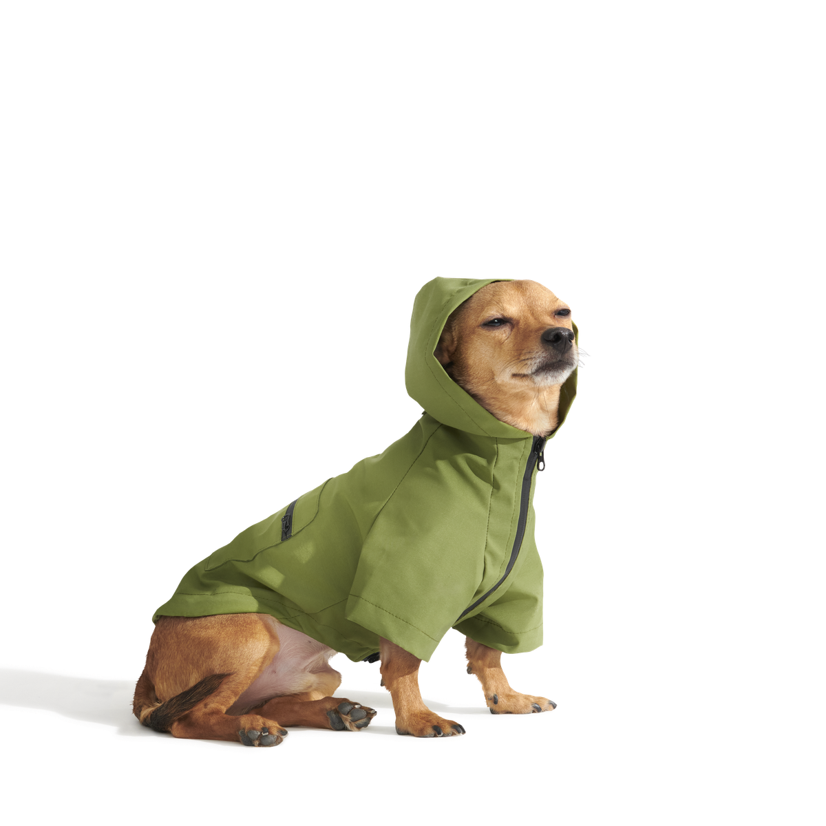 The Dry Dog Raincoat