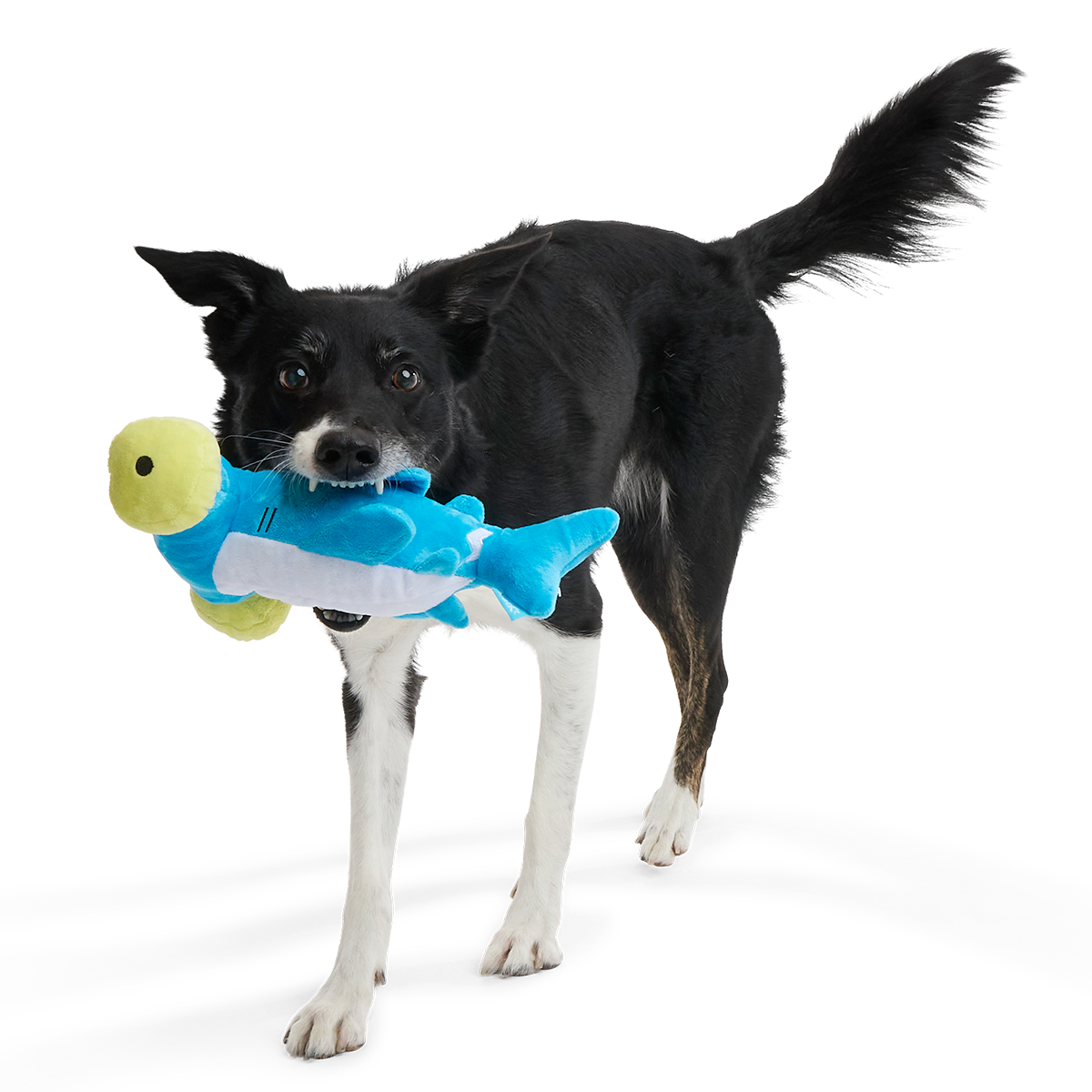 Hammerin' Hank the Shark Plush Tug Dog Toy