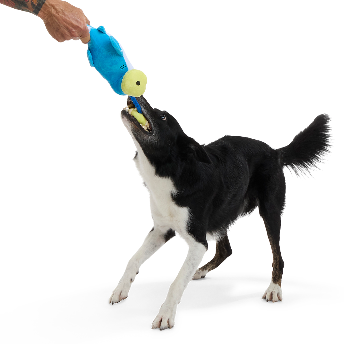 Hammerin' Hank the Shark Plush Tug Dog Toy