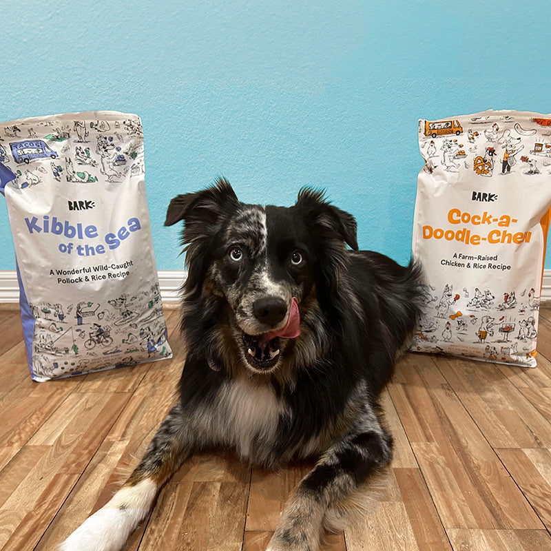 herding dog next to bags of kibble