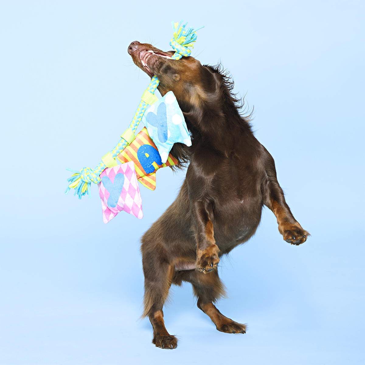 Happy Yay Banner Plush Tug Dog Toy