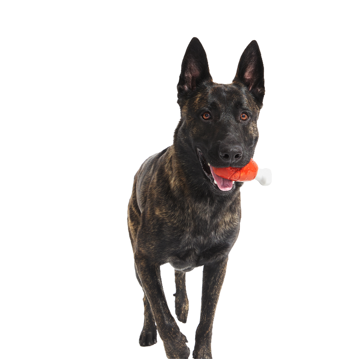 Hardy Ham Super Chewer Durable Gnaw Dog Toy