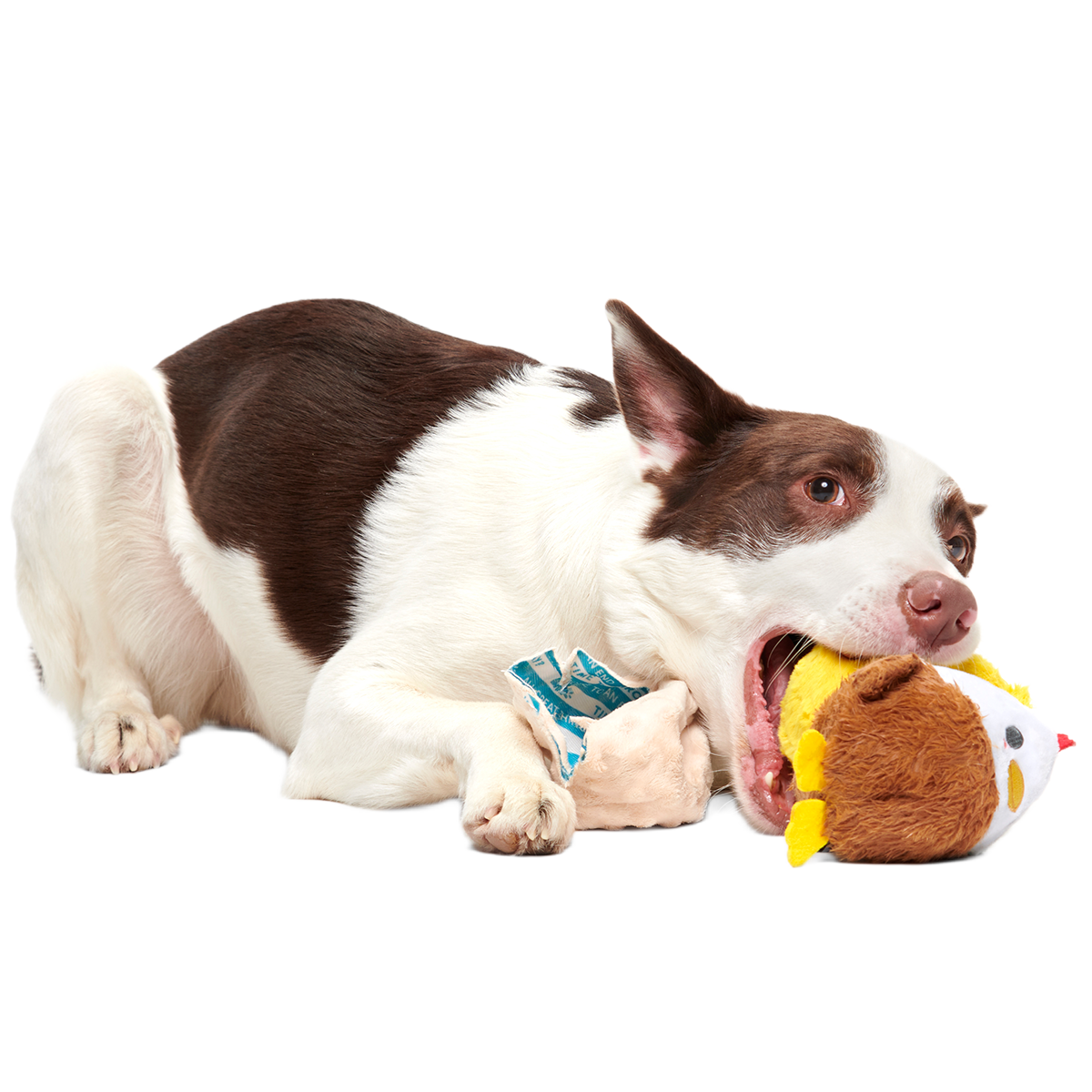Hatch Me If You Can Super Chewer Durable 4-in-1 Dog Toy