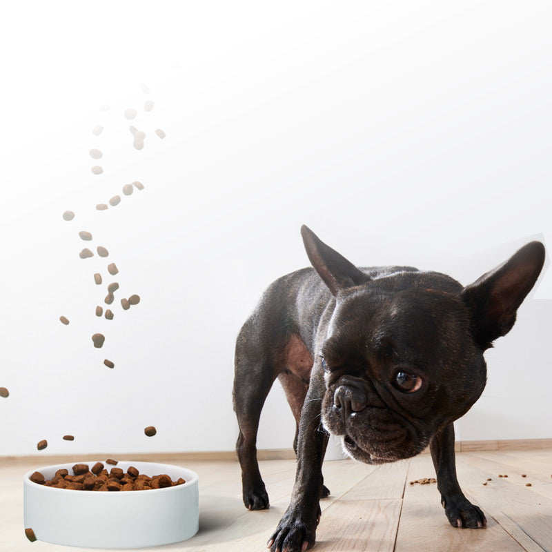 black frenchie next to bowl of kibble