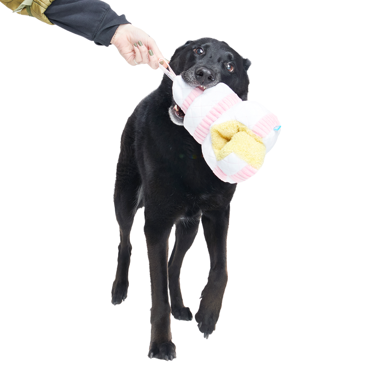 Holy Ratrimony Plush Multi-Part + Enrichment Dog Toy