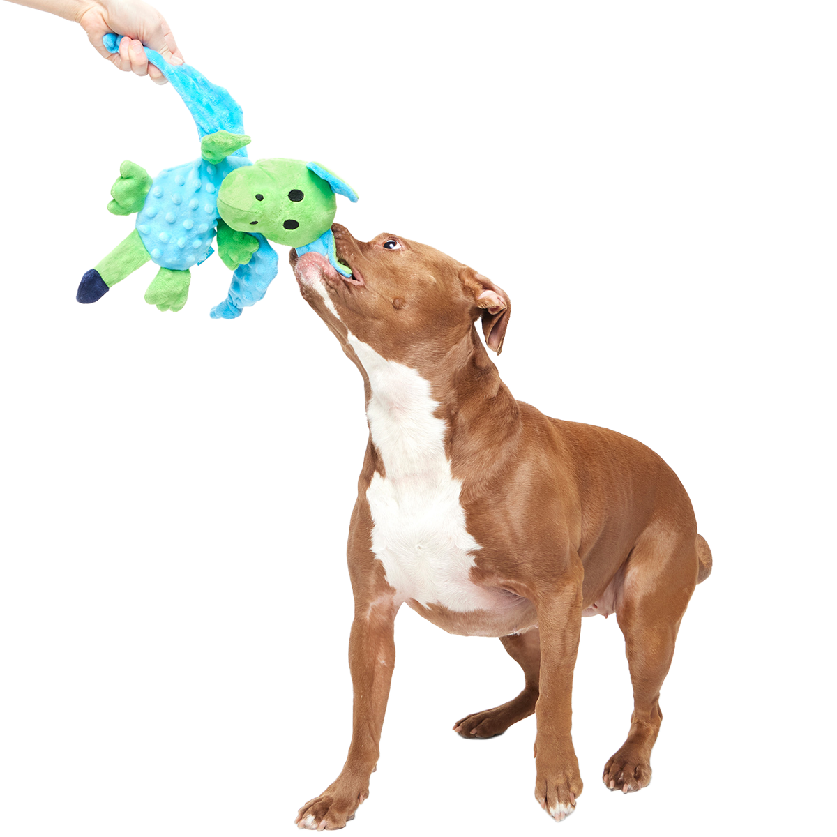 Humbert the Dragon Plush Tug Dog Toy