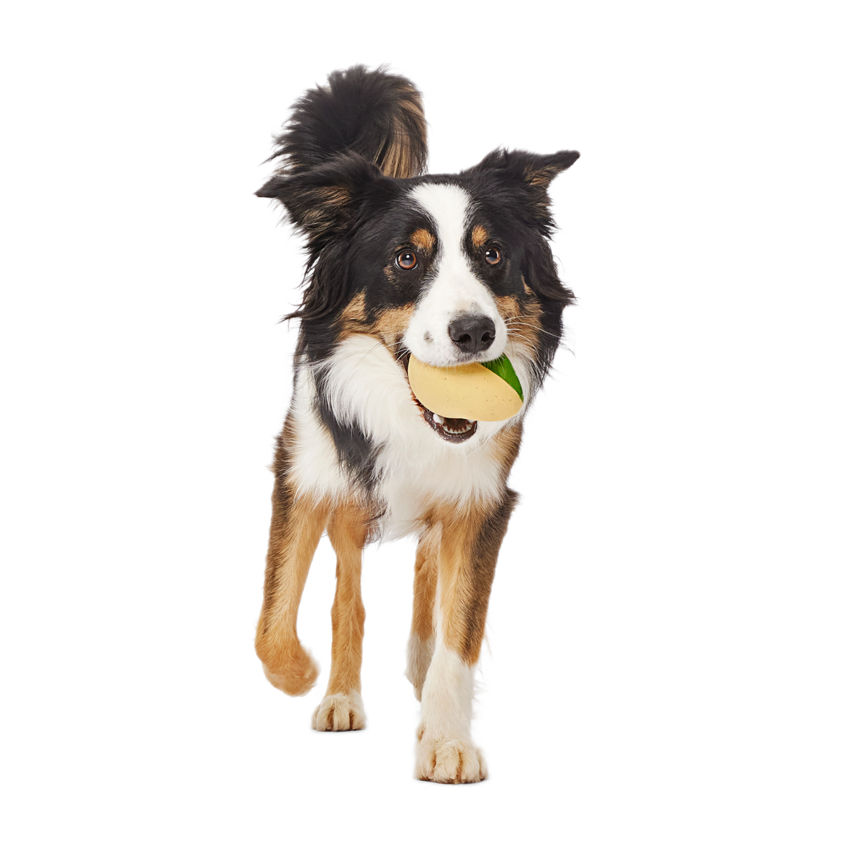 Jabba the Hut ™ Slobber Lobber Super Chewer Durable Fetch Dog Toy