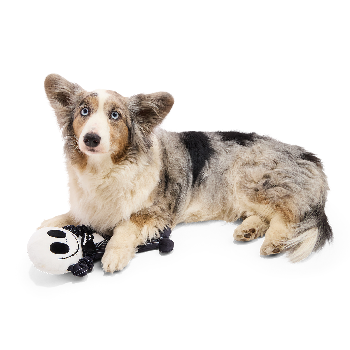 Jack Stretchington Plush Extra-Large + Tug Dog Toy