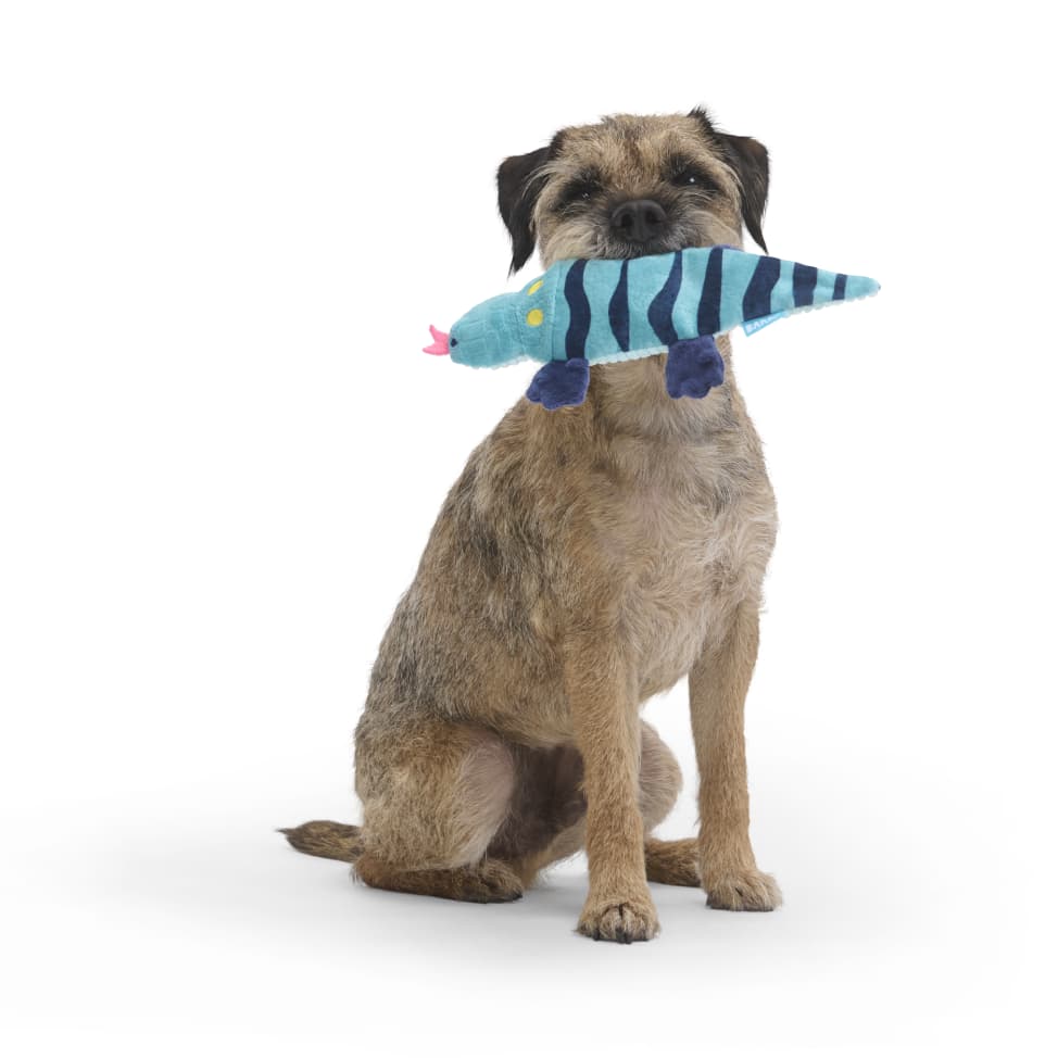 BarkBox Monthly-Subscription