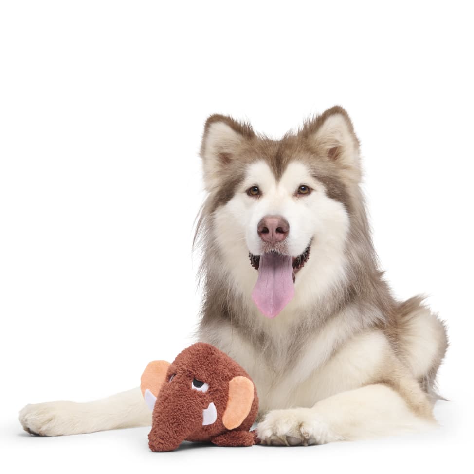 BarkBox Monthly-Subscription