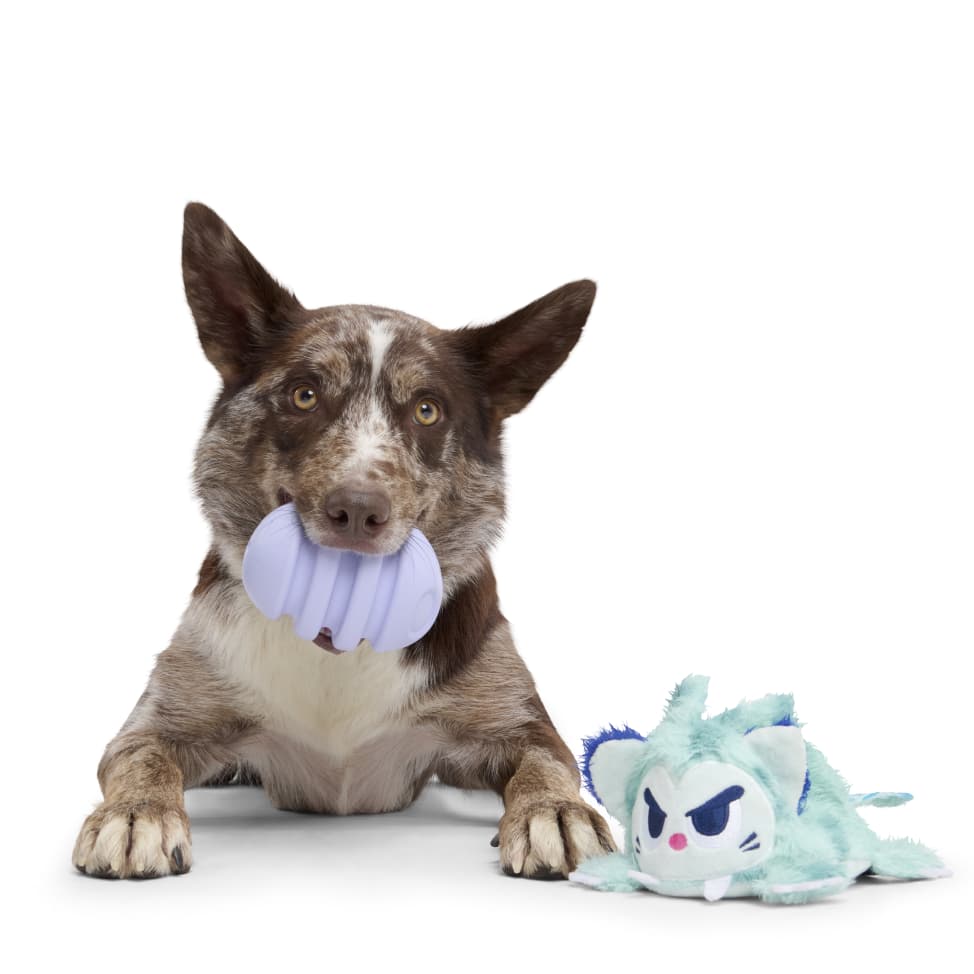 Super Chewer Monthly-Subscription