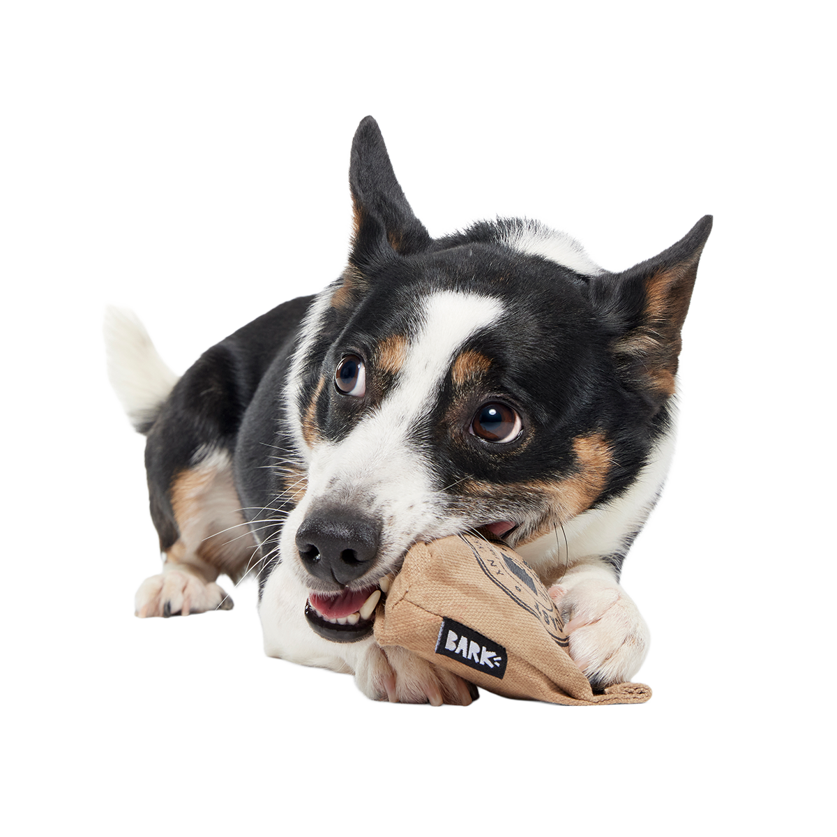 Jitter Pug Coffee Bean Super Chewer Durable 2-in-1 Dog Toy