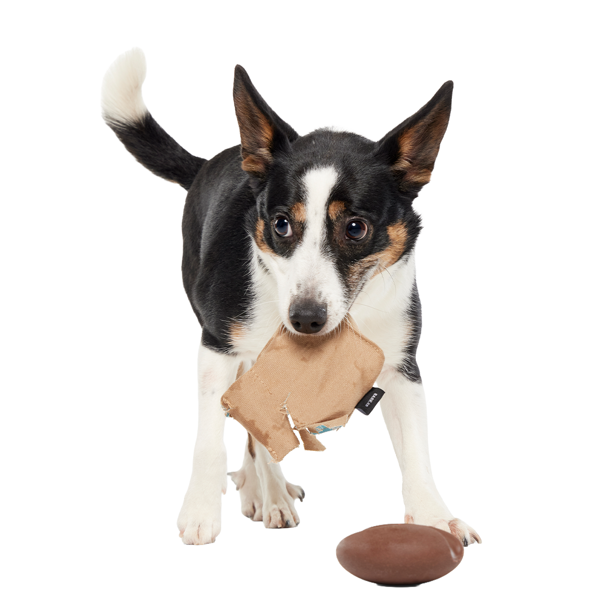 Jitter Pug Coffee Bean Super Chewer Durable 2-in-1 Dog Toy