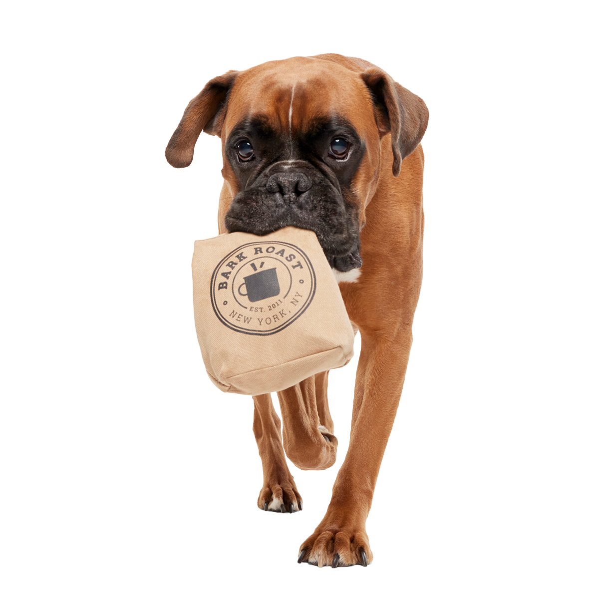 Jitter Pug Coffee Bean Super Chewer Durable 2-in-1 Dog Toy