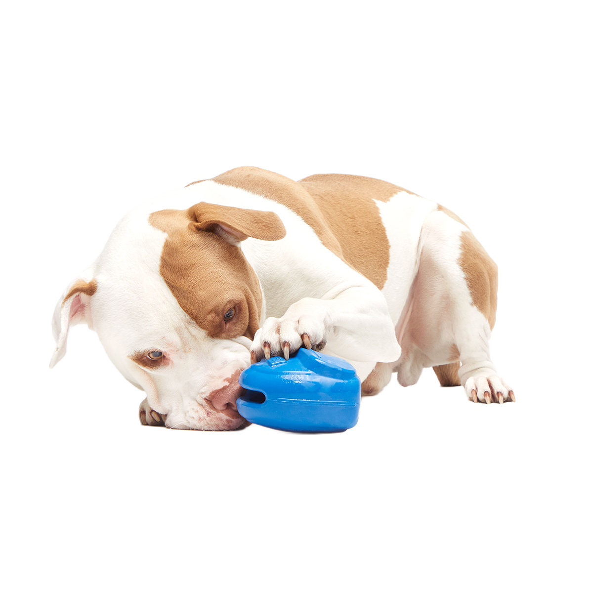 Knapsack Super Chewer Durable Enrichment Dog Toy