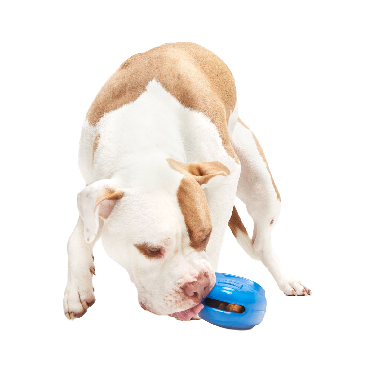 Knapsack Super Chewer Durable Enrichment Dog Toy