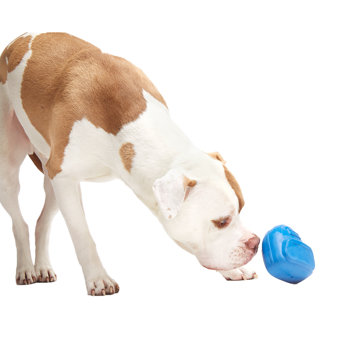 Knapsack Super Chewer Durable Enrichment Dog Toy