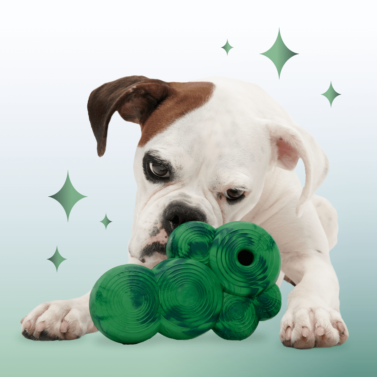 Crystal of the Month Club, Super Chewer Durable Monthly Dog Toys
