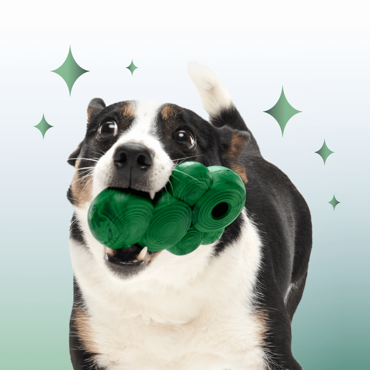 Crystal of the Month Club, Super Chewer Durable Monthly Dog Toys
