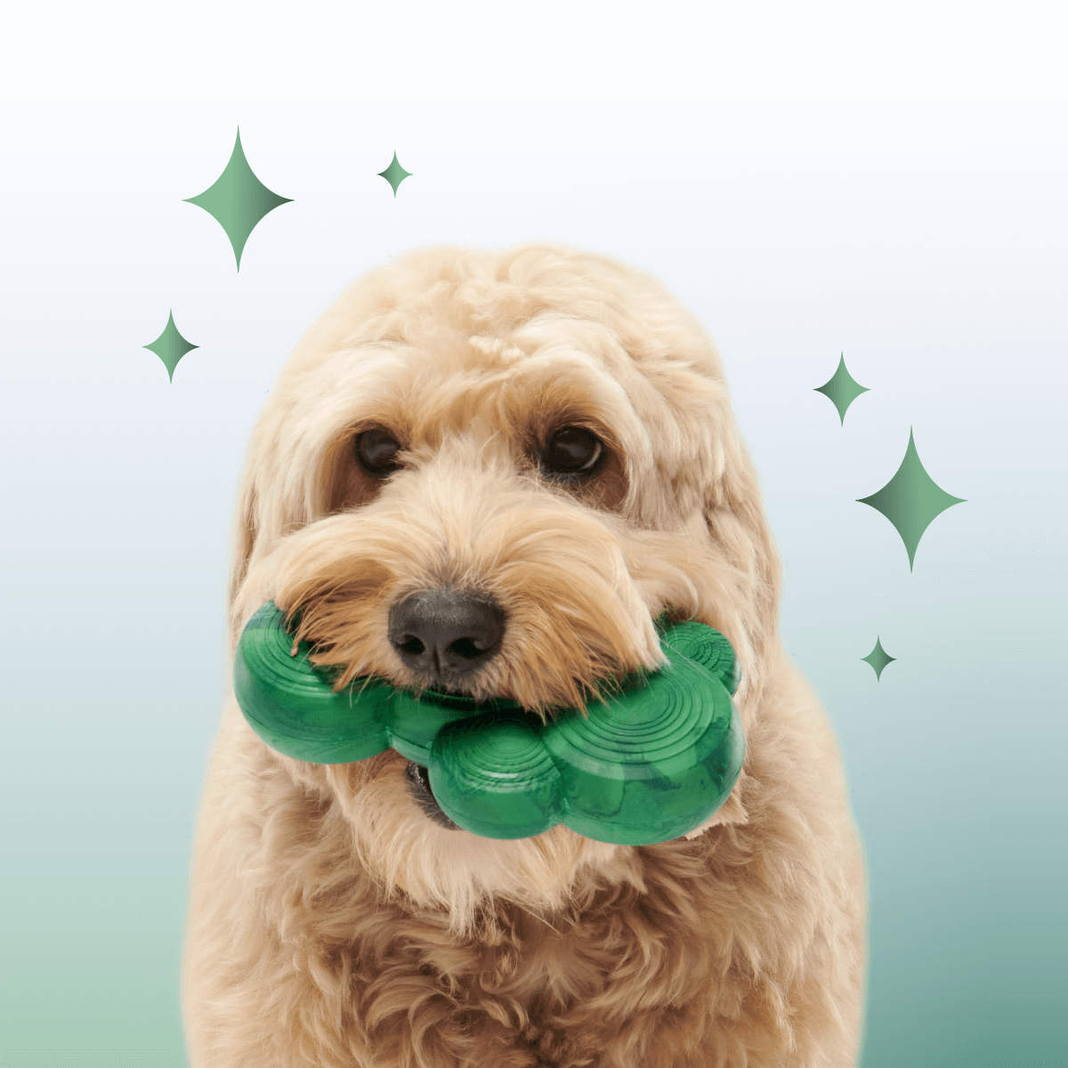 Crystal of the Month Club, Super Chewer Durable Monthly Dog Toys