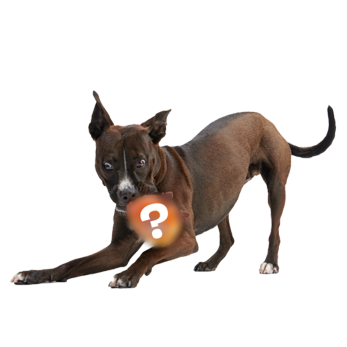 Secret Monster Club, Super Chewer Durable 2-in-1 Rip and Reveal Monthly Dog Toys