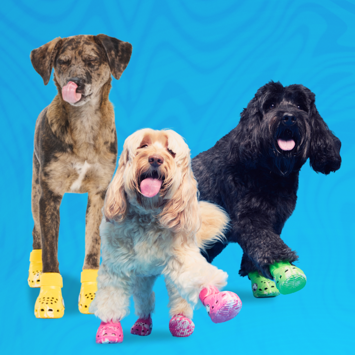 Crocs™ Shoes For Dogs