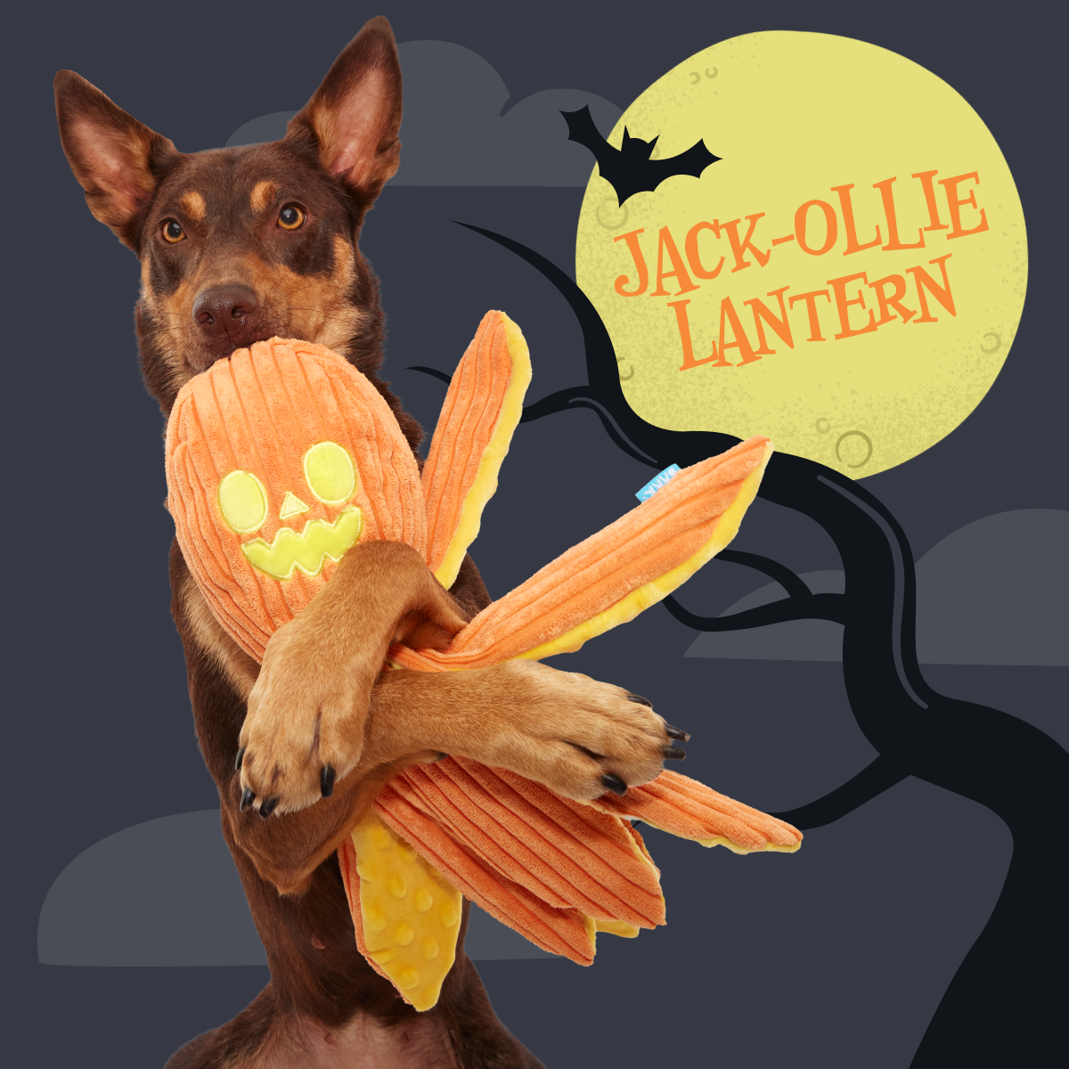Jack-Ollie Lantern