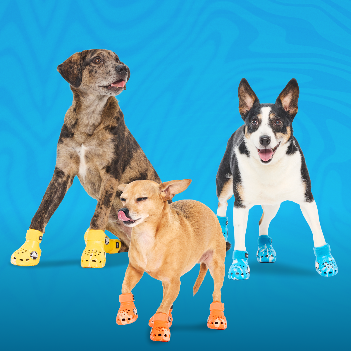 Crocs™ Shoes For Dogs