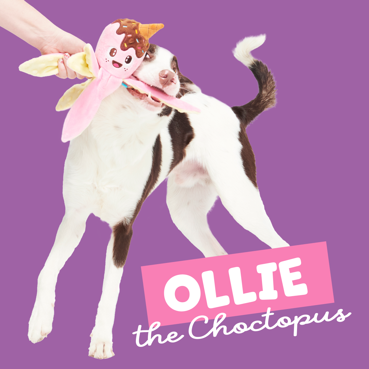 Ollie the Octopus Club, Plush Tug Monthly Dog Toys