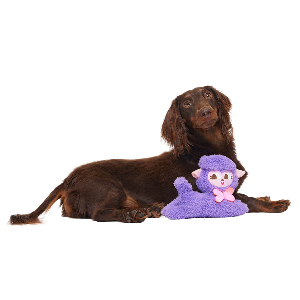 Lil' Bo Squeak Plush Tug Dog Toy