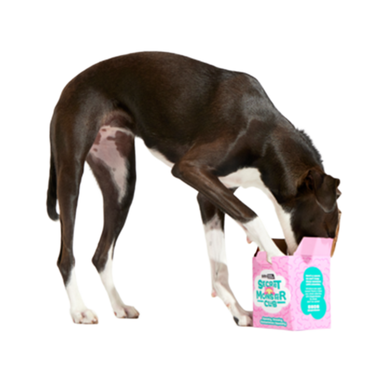Secret Monster Club, Super Chewer Durable 2-in-1 Rip and Reveal Monthly Dog Toys