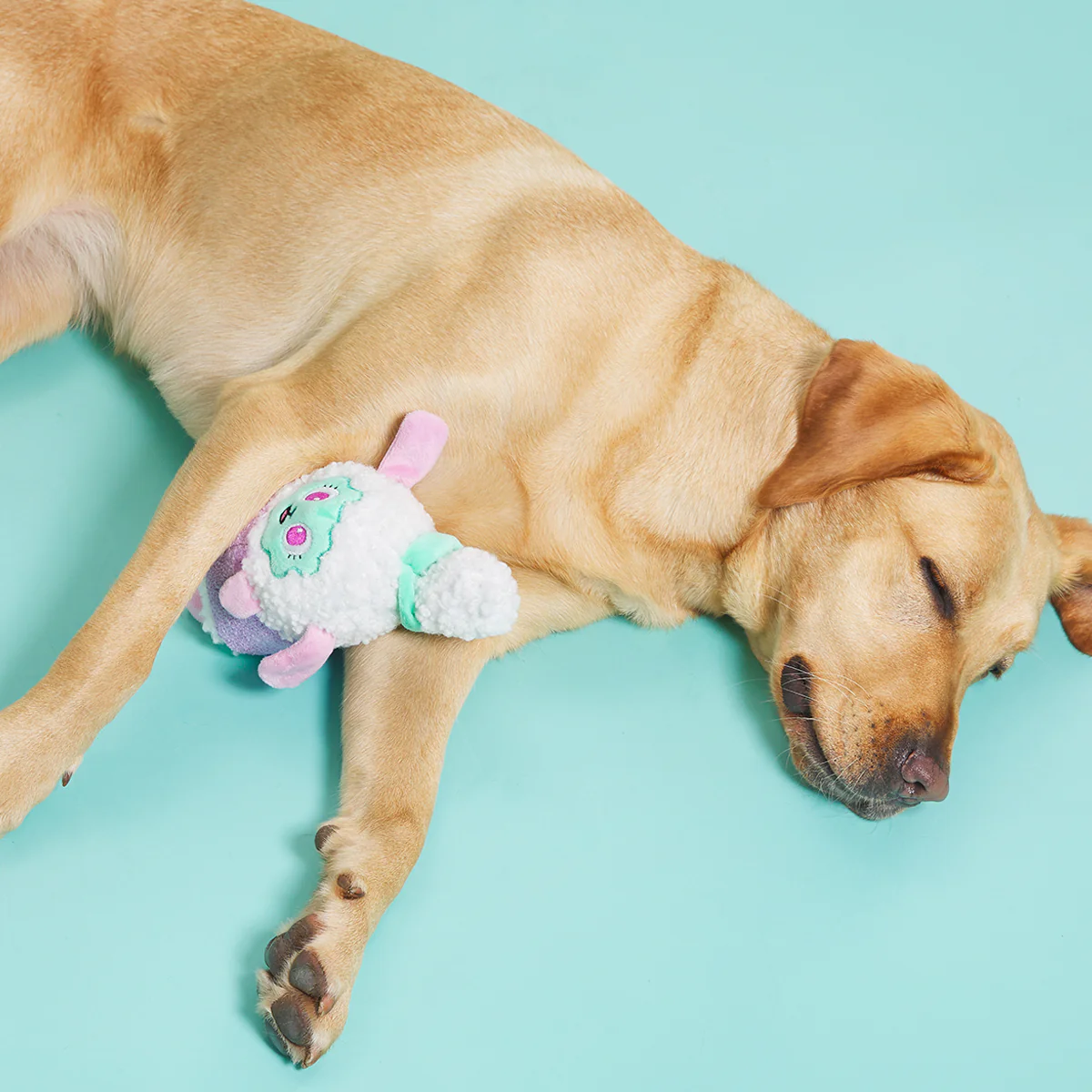 BarkBox + Free Paw Blanket: 6 Month Subscription